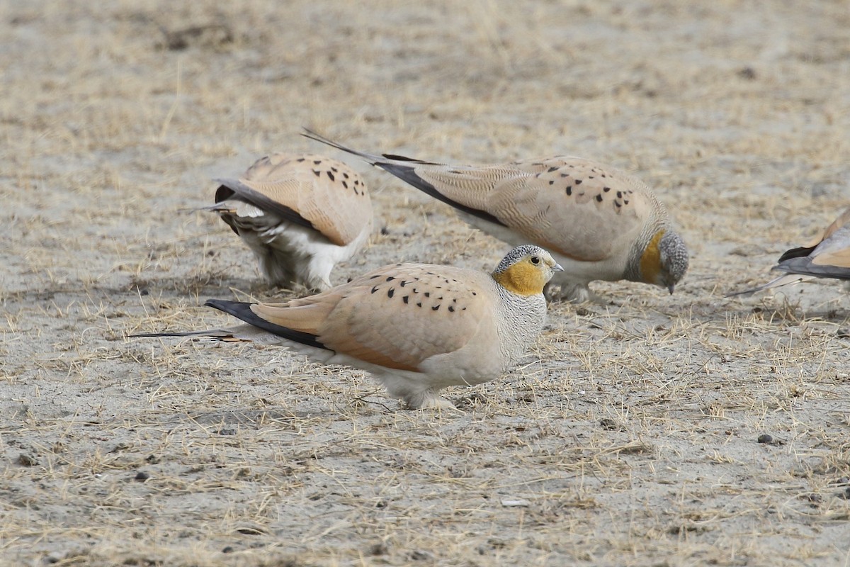 Tibetan Sandgrouse - ML647279100