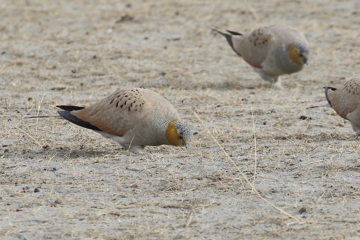 Tibetan Sandgrouse - ML647279101