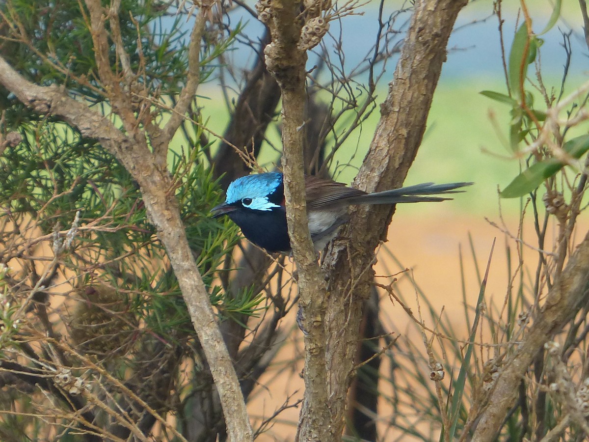 Red-winged Fairywren - ML647279102