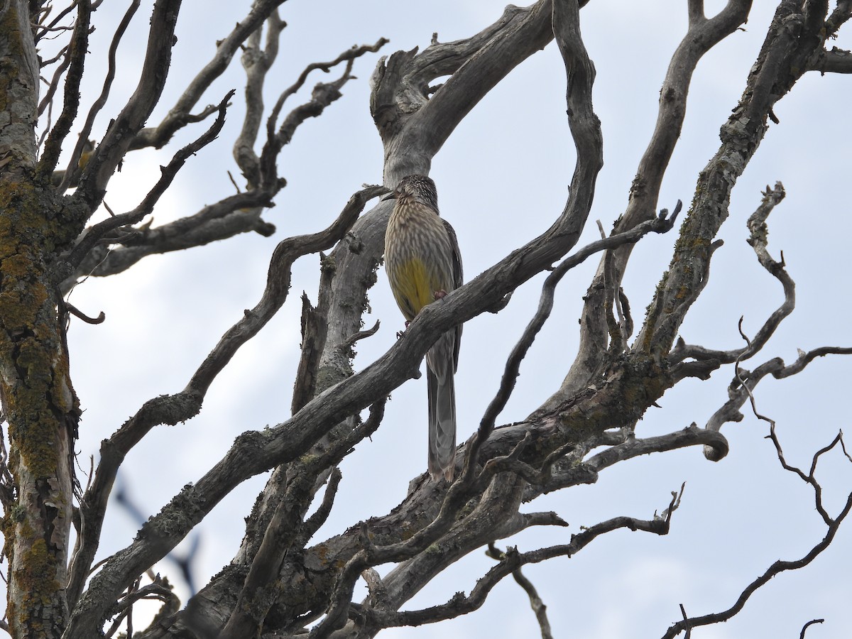 Red Wattlebird - ML647279103