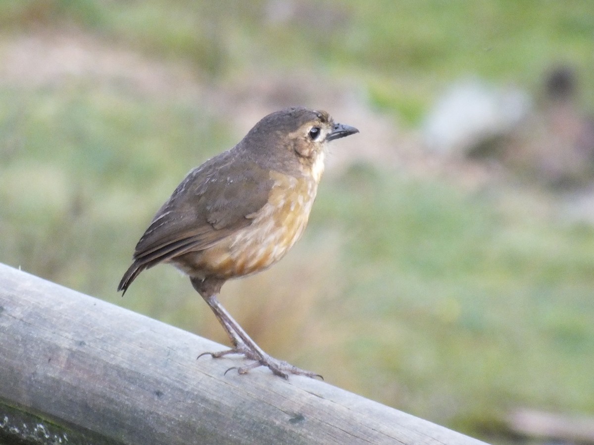 Tawny Antpitta - ML647279104
