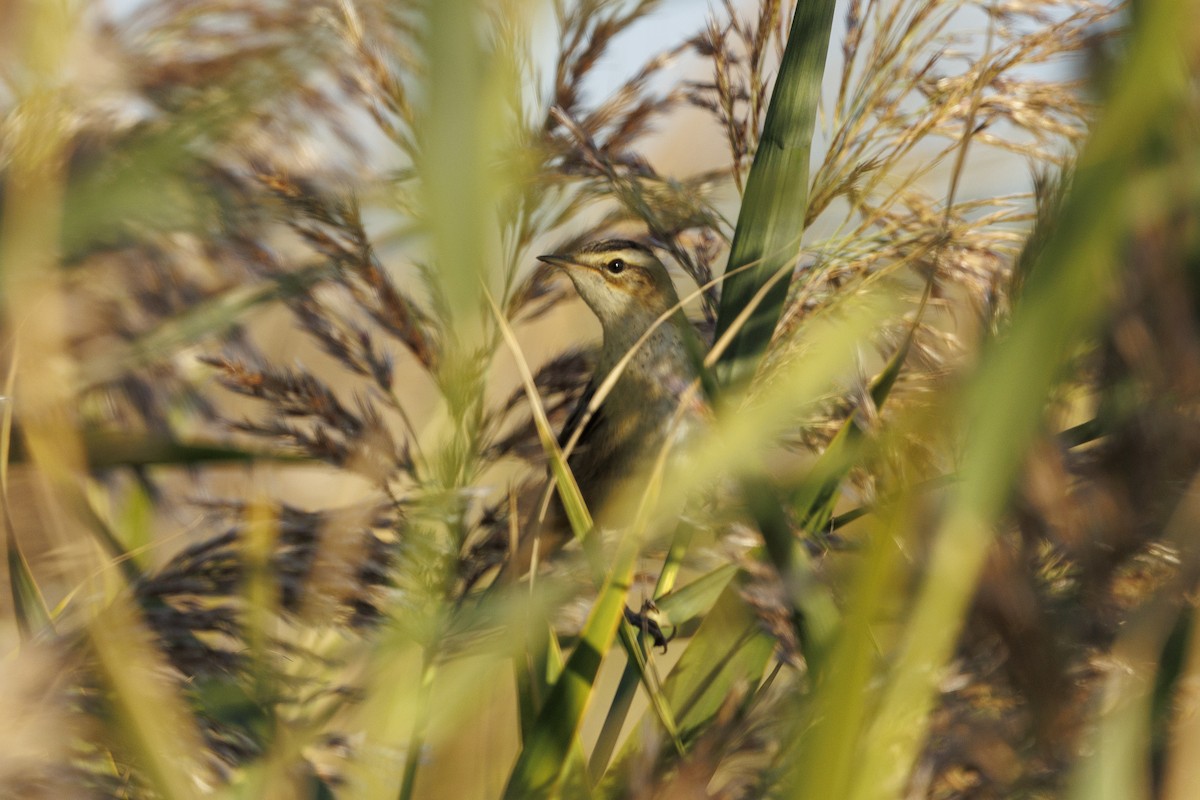 Sedge Warbler - ML647279105
