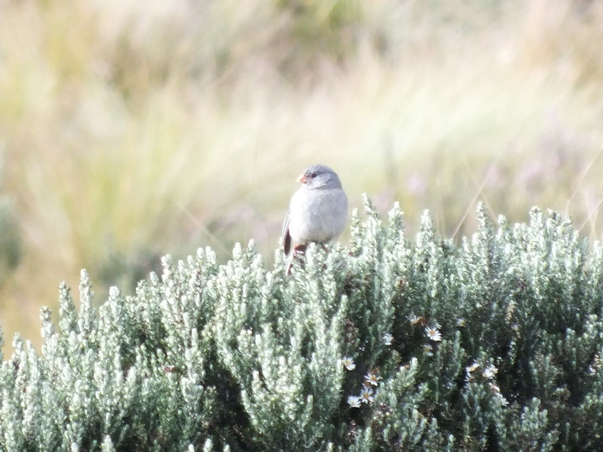 Plain-colored Seedeater - ML647279109