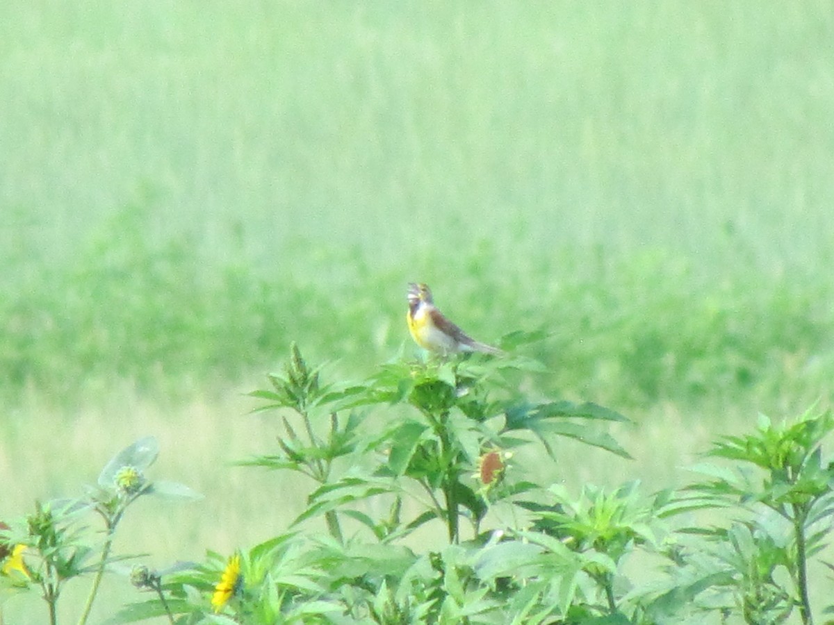 Dickcissel - ML64727911