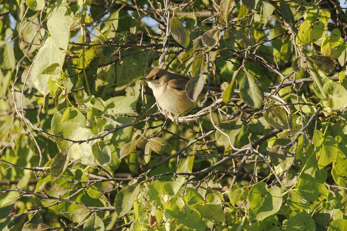 Marsh Warbler - ML647279110