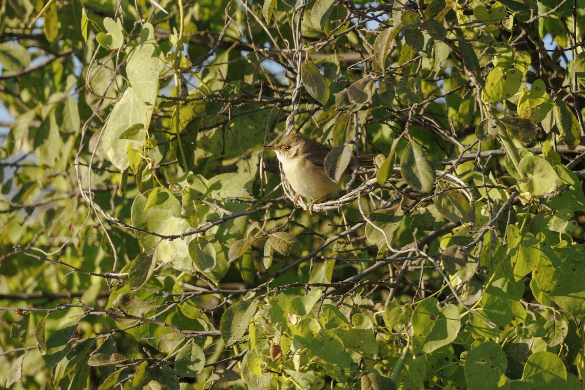 Marsh Warbler - ML647279111