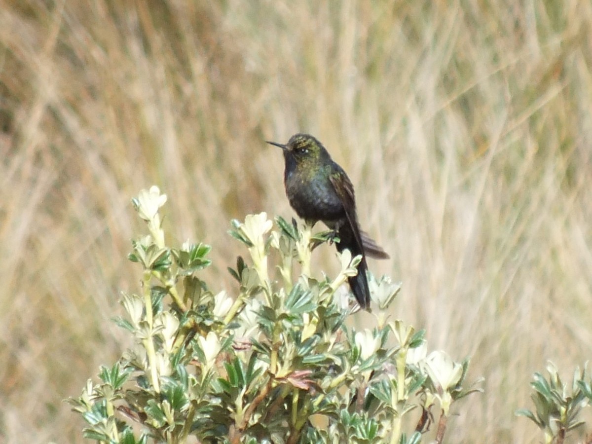 Blue-mantled Thornbill - ML647279113