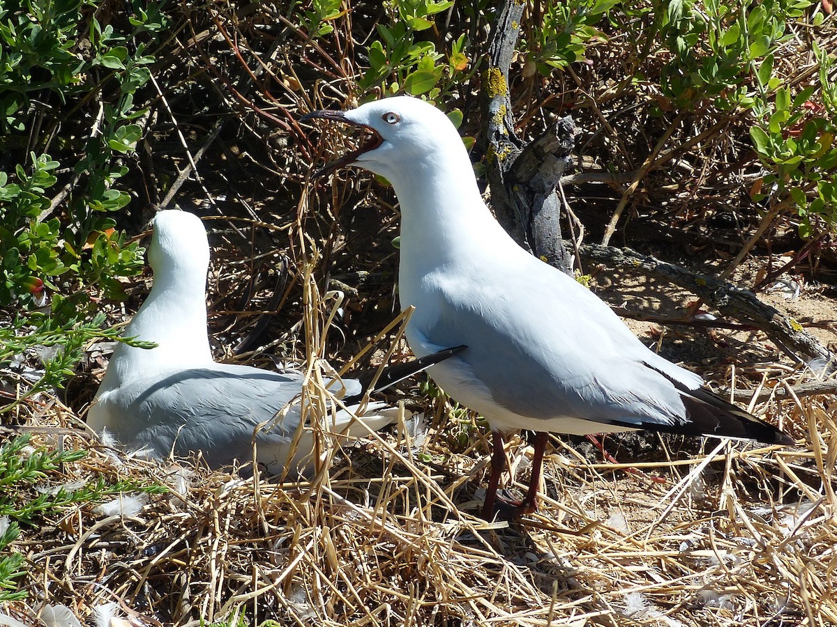 Silver Gull - ML647279114