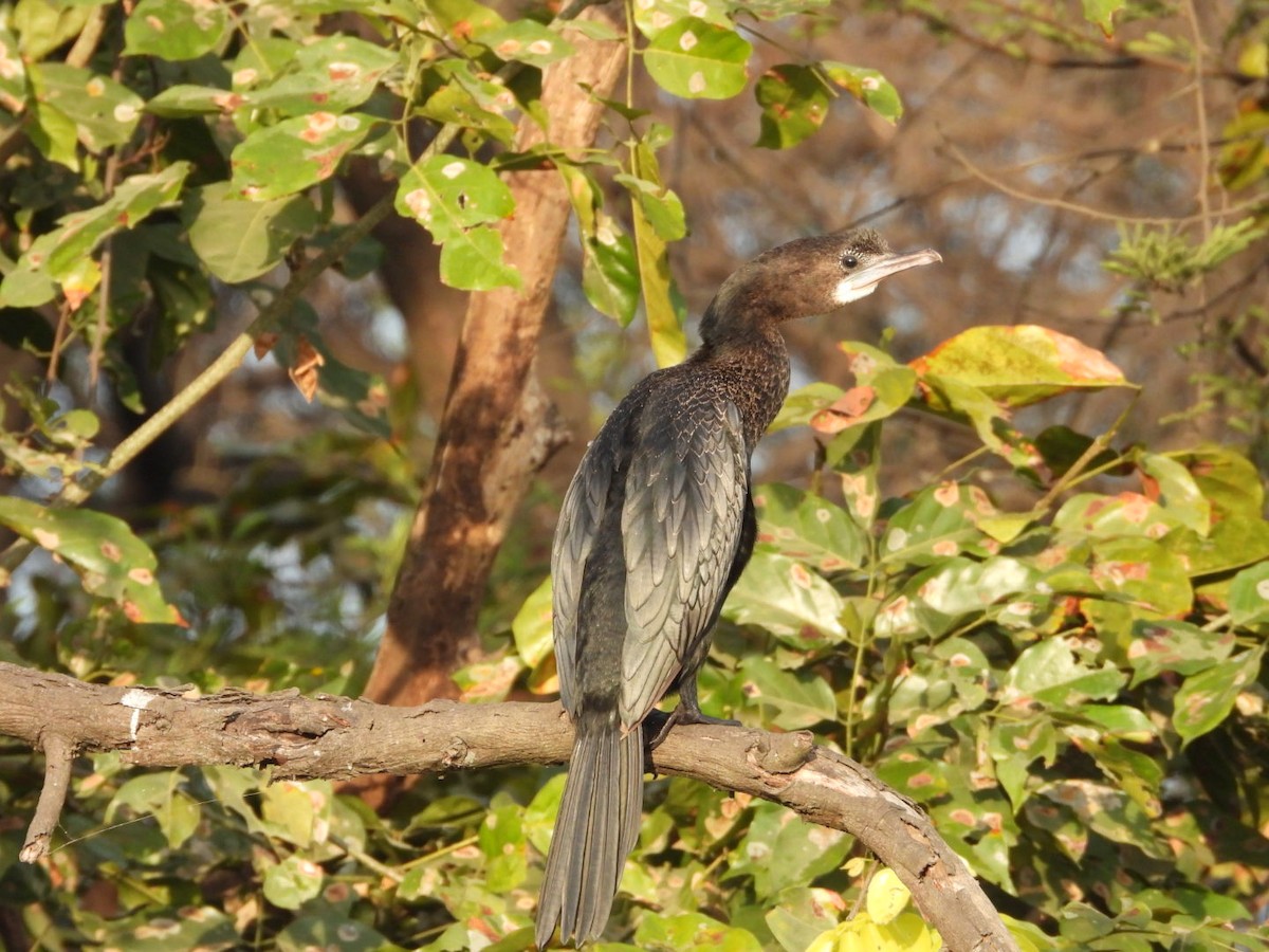 Red-crested Pochard - ML647279115