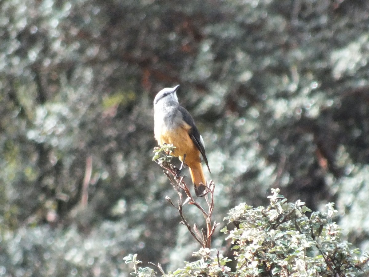 Red-rumped Bush-Tyrant - ML647279117