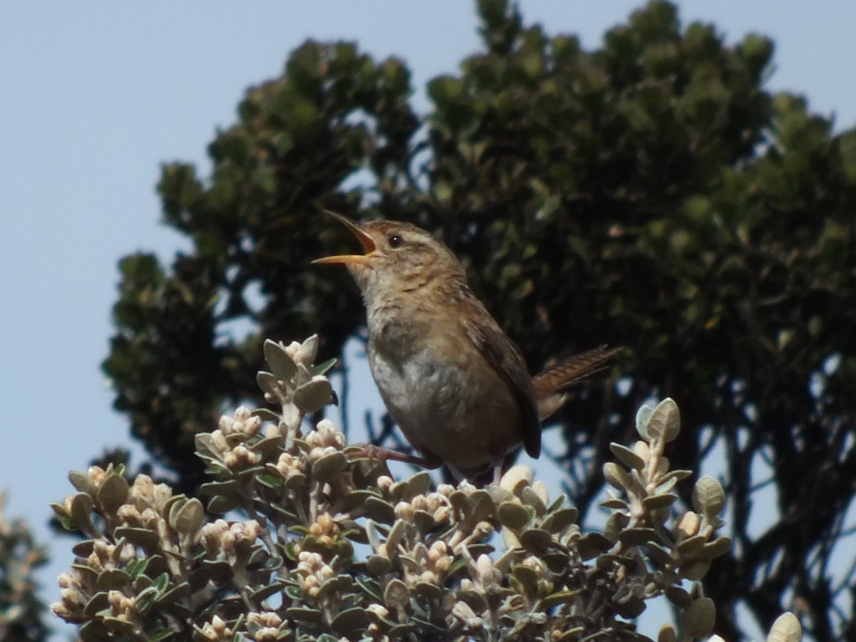 Grass Wren - ML647279121