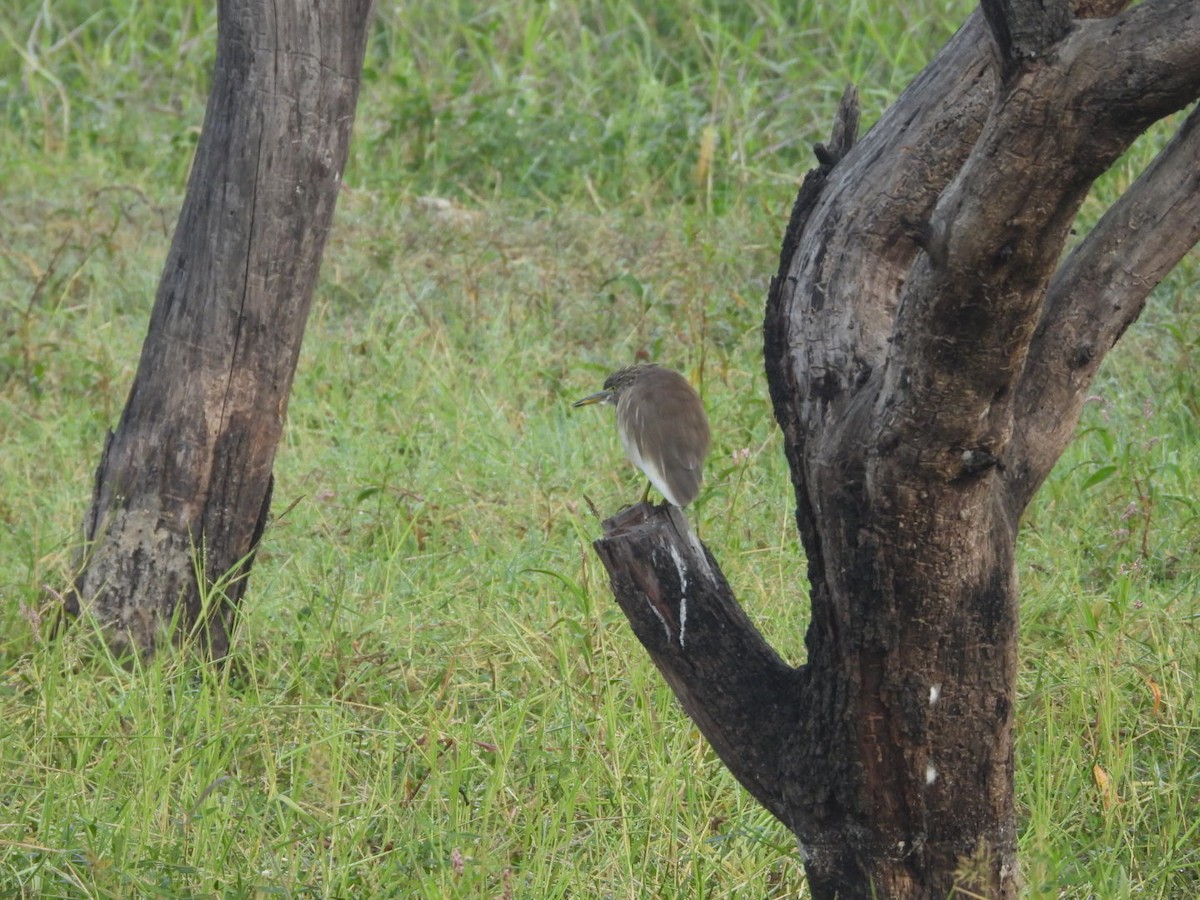 Indian Pond-Heron - ML647279123