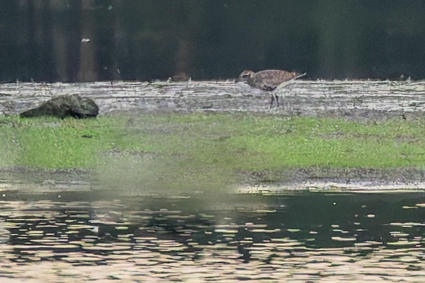 ダイゼン - ML647279145