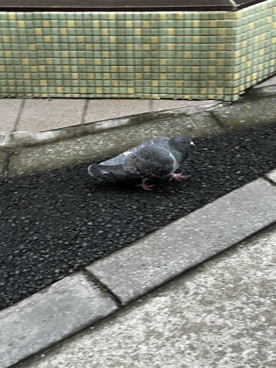 Rock Pigeon (Feral Pigeon) - ML647279150