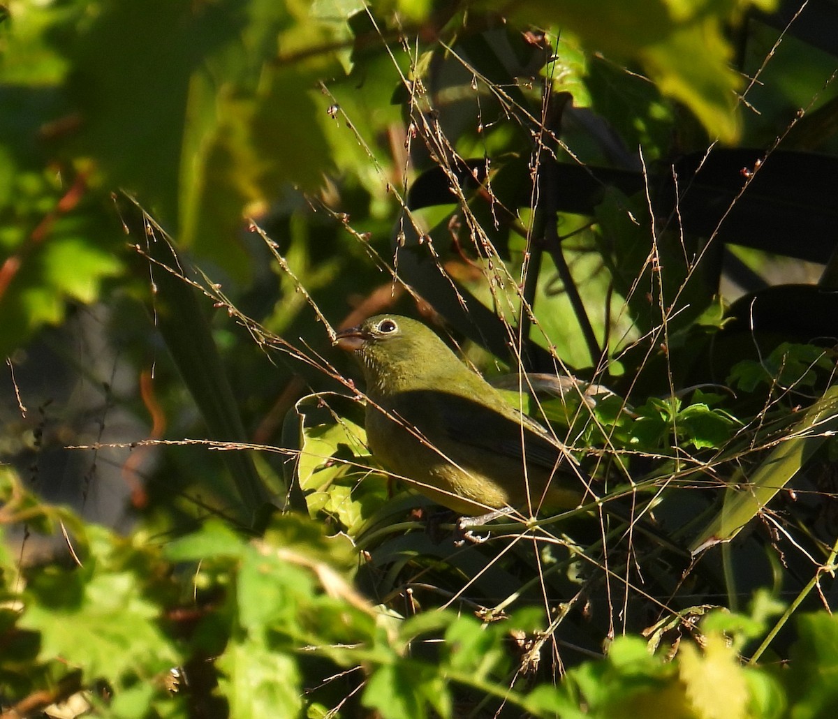 Painted Bunting - ML647279151