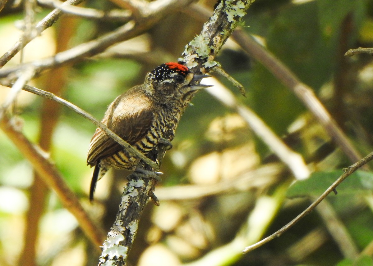 Zebrazwergspecht - ML647279155