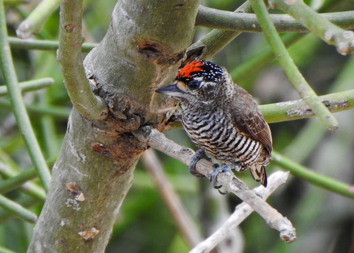 Zebrazwergspecht - ML647279156