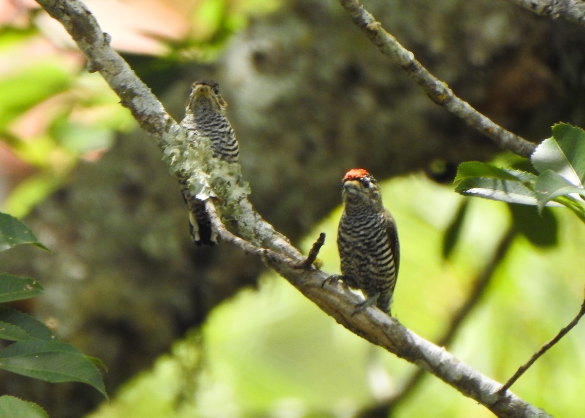 Zebrazwergspecht - ML647279157