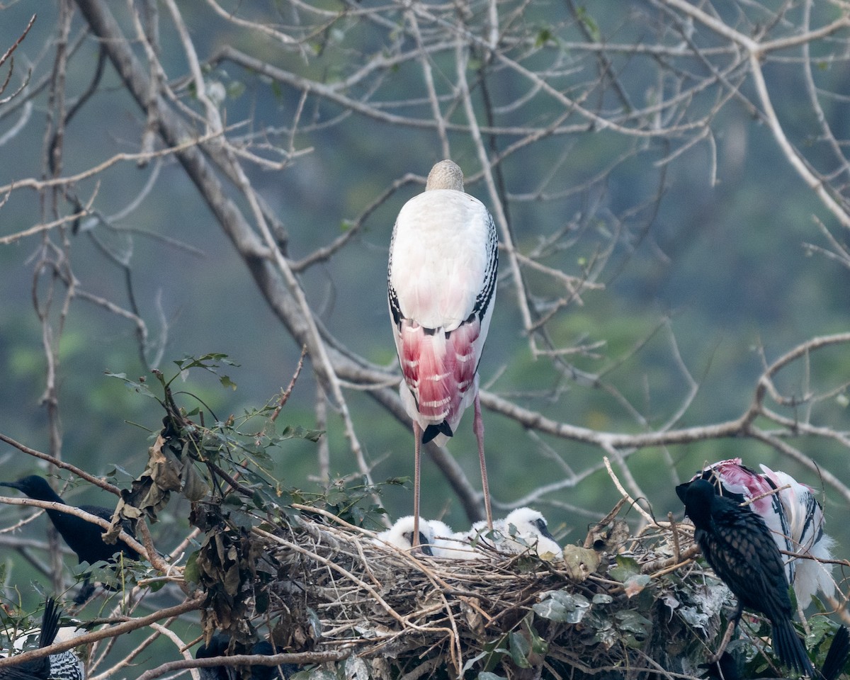 Painted Stork - ML647279158