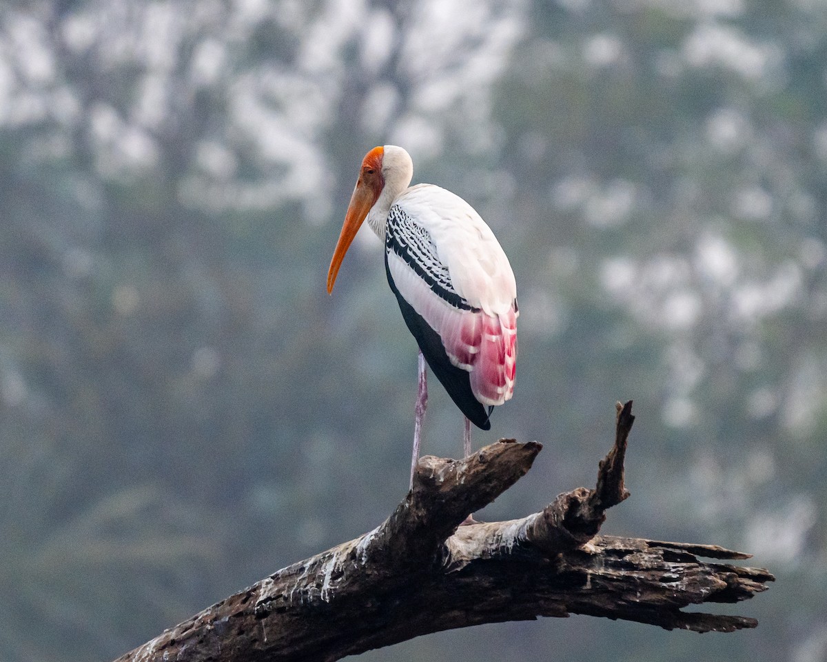 Painted Stork - ML647279159