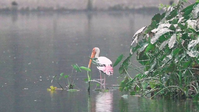 Painted Stork - ML647279160