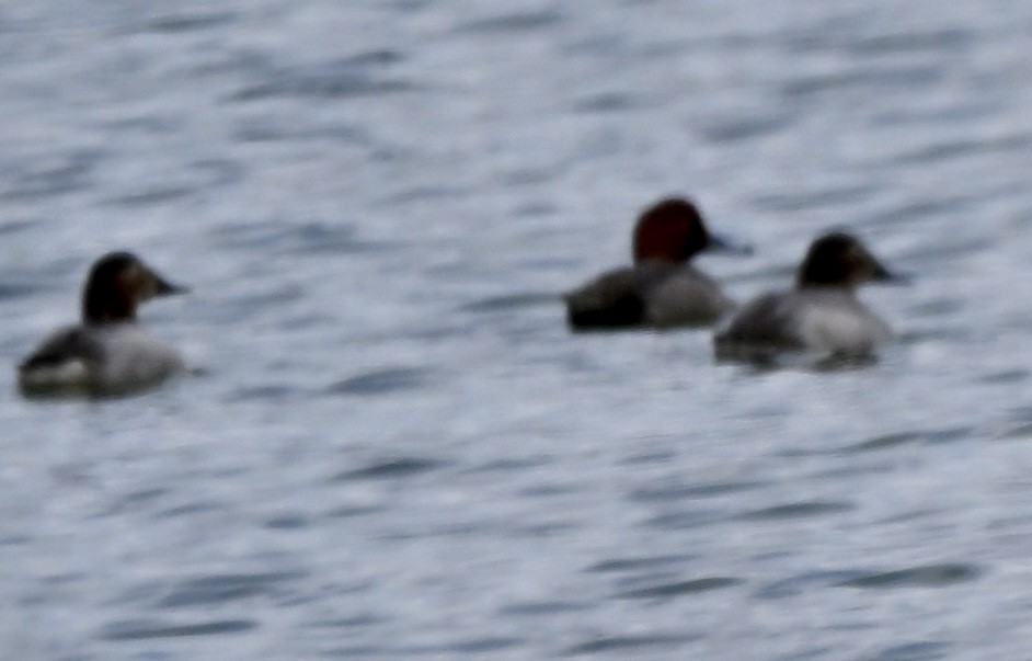 Canvasback - ML647279168