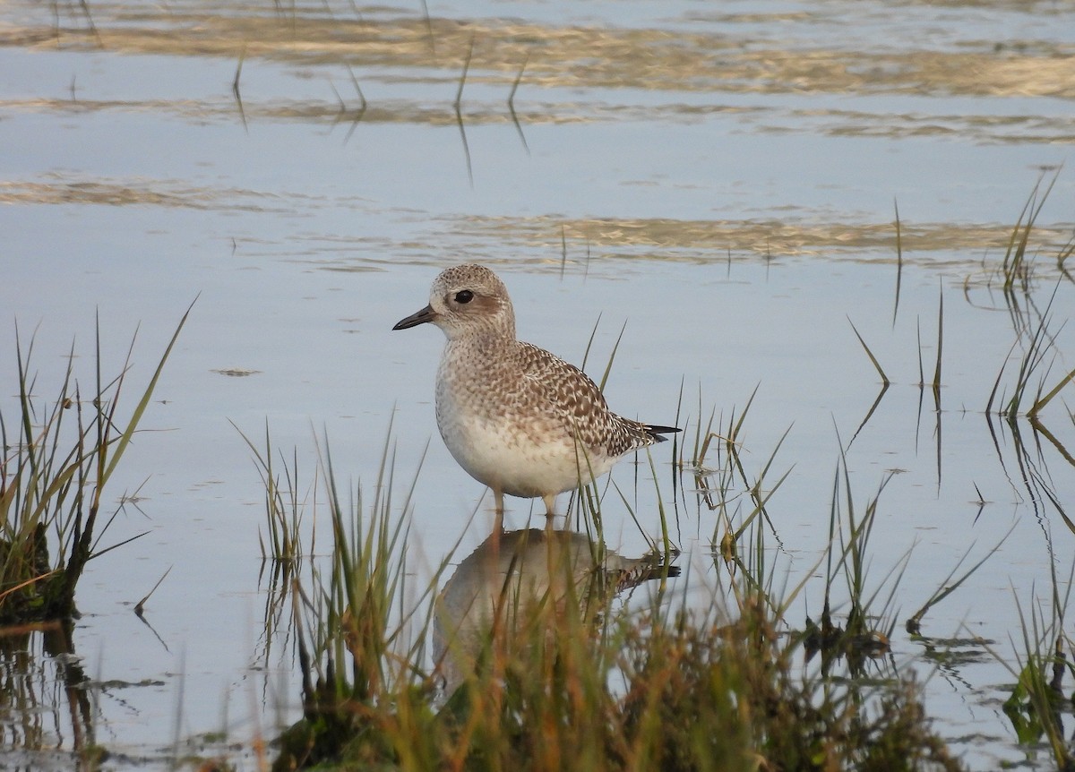 ダイゼン - ML647279192