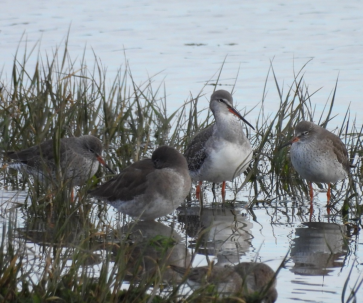 Spotted Redshank - ML647279202