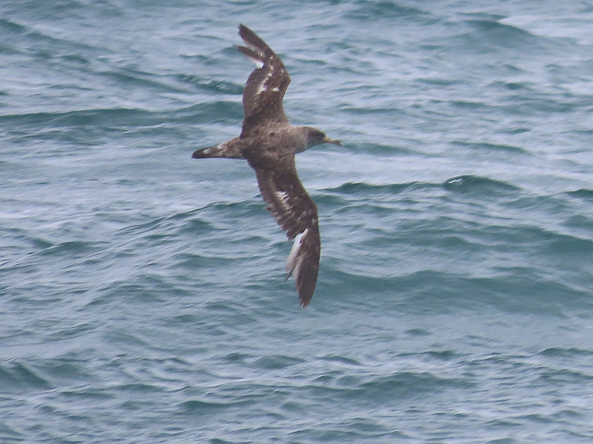 Cory's Shearwater - ML647279209