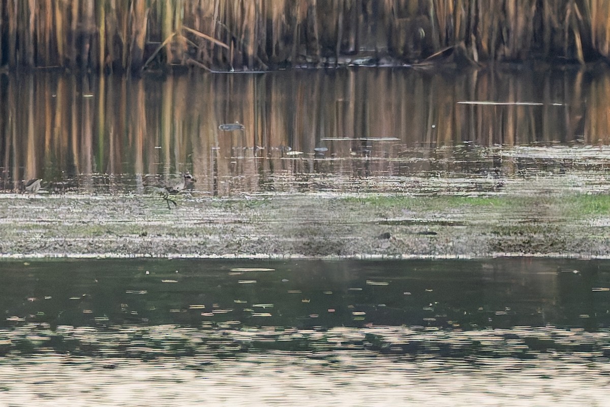 ダイゼン - ML647279215