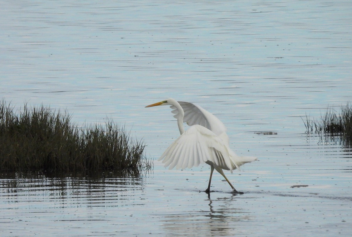 Great Egret - ML647279222