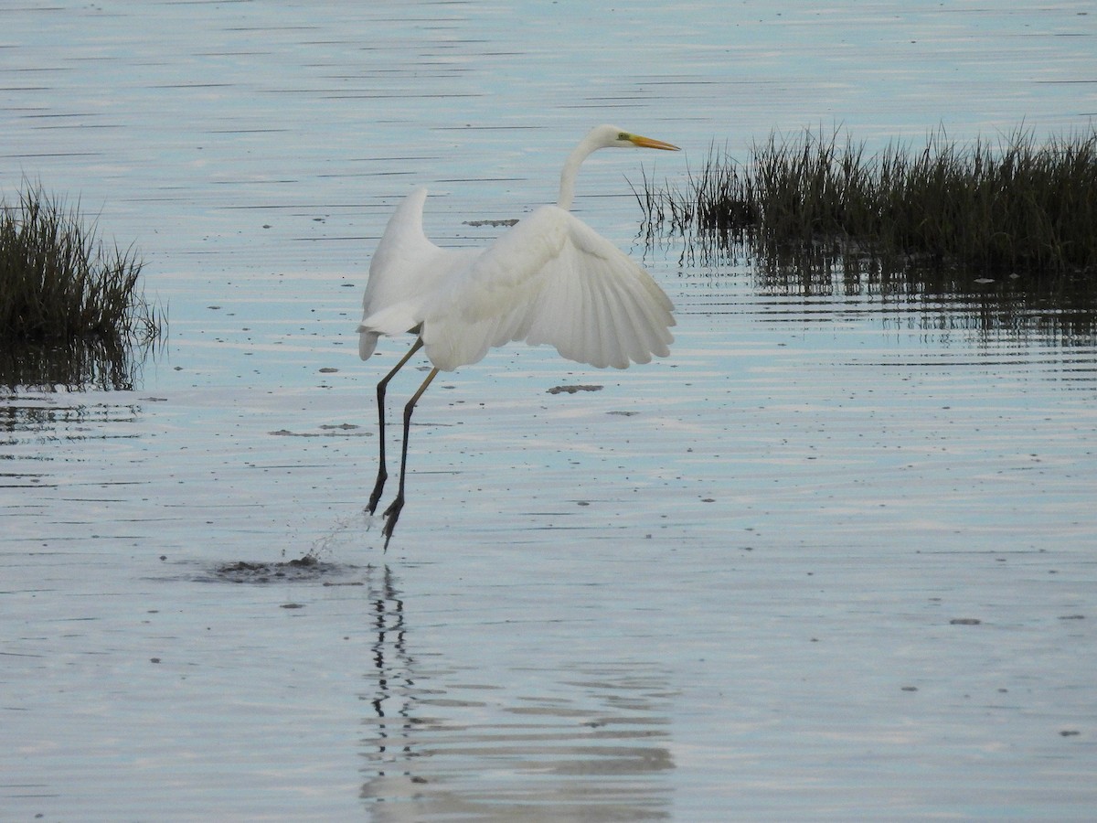 Great Egret - ML647279223