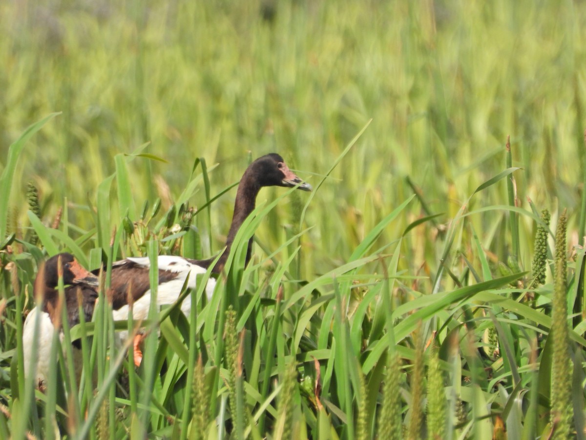 Magpie Goose - ML647279226