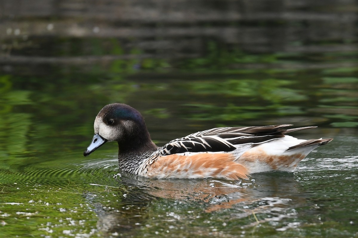 Chiloe Wigeon - ML647279229