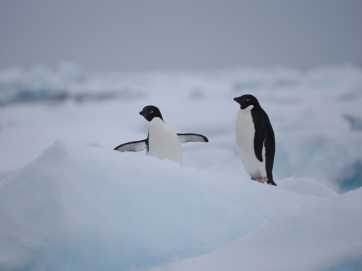 Adelie Penguin - ML647279230
