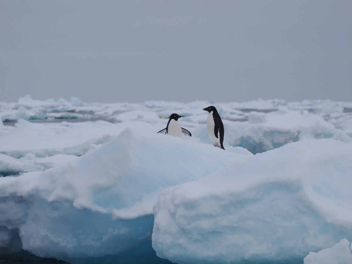 Adelie Penguin - ML647279231