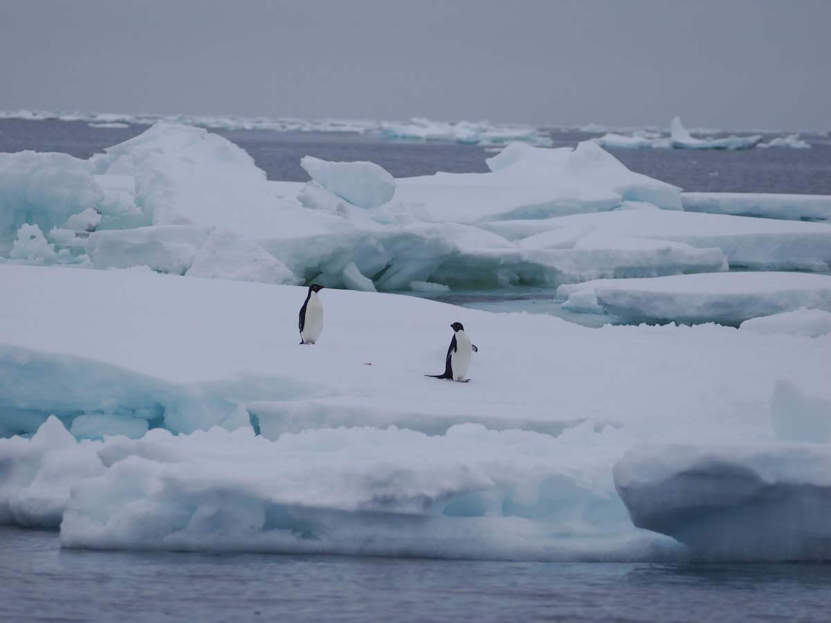 Adelie Penguin - ML647279232
