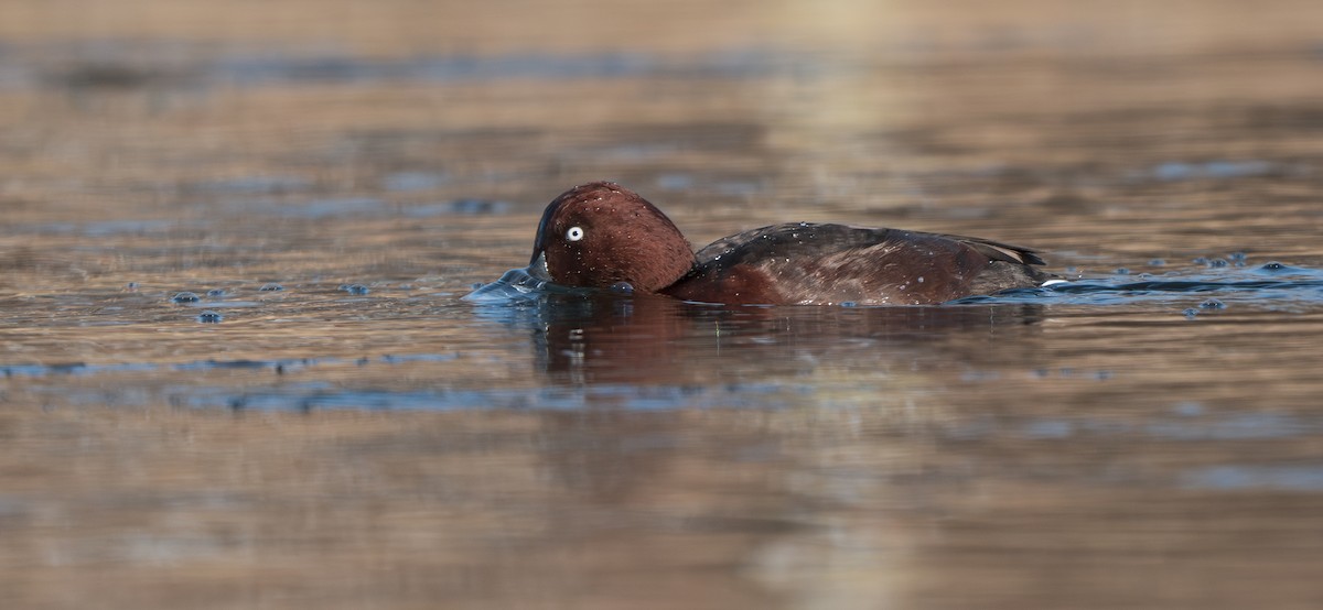 白眼潛鴨 - ML647279243