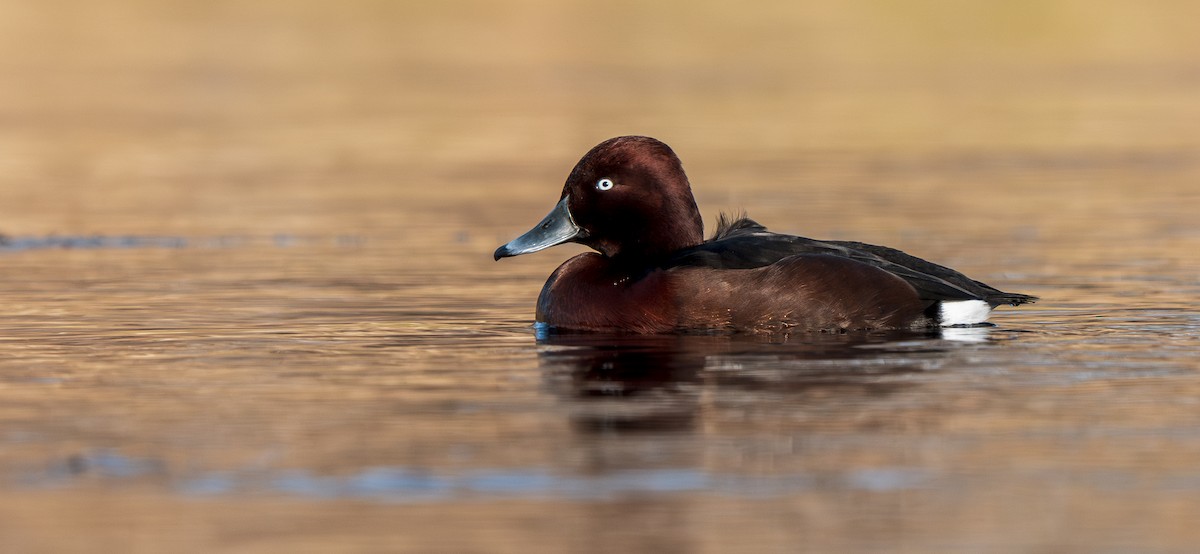 白眼潛鴨 - ML647279245