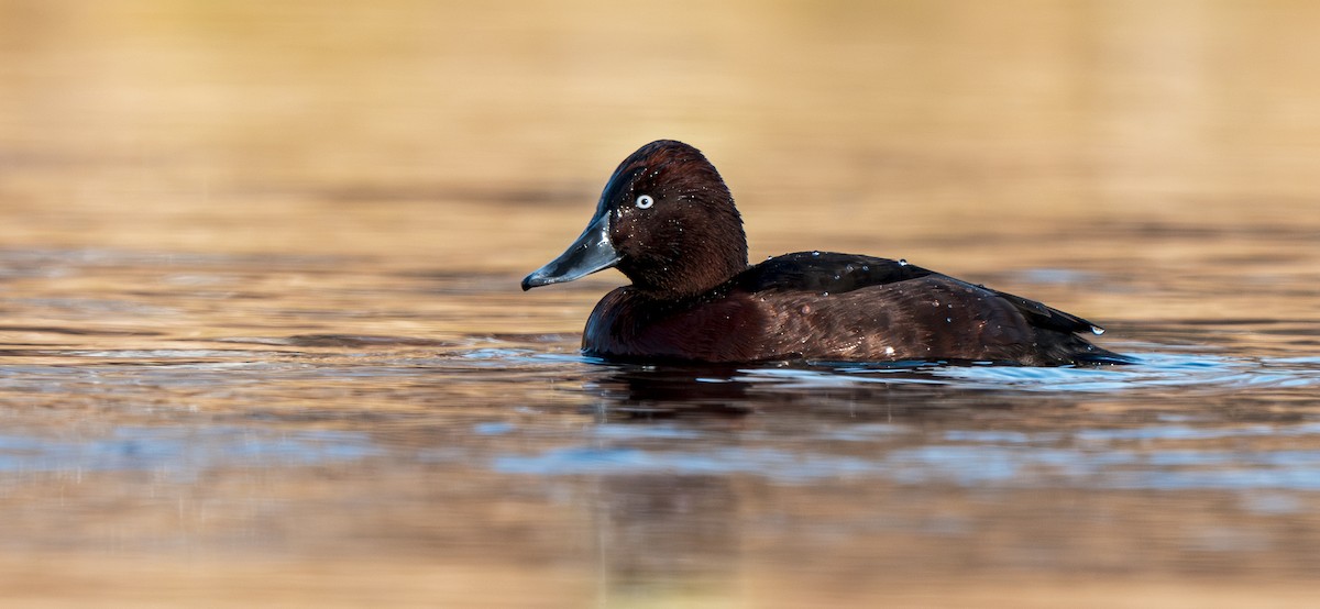 白眼潛鴨 - ML647279246