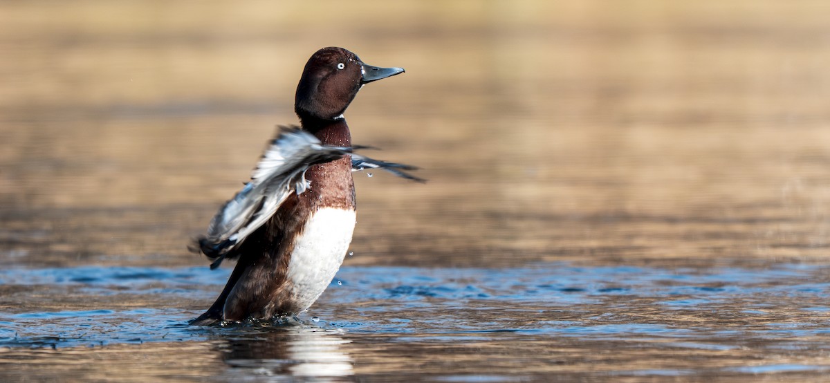 白眼潛鴨 - ML647279248