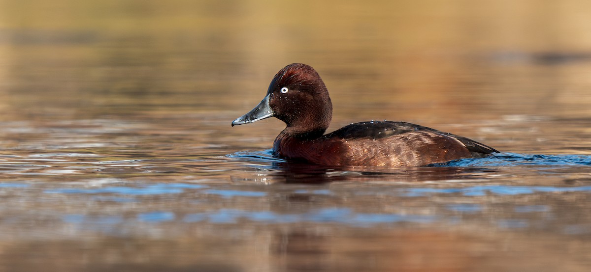 白眼潛鴨 - ML647279249