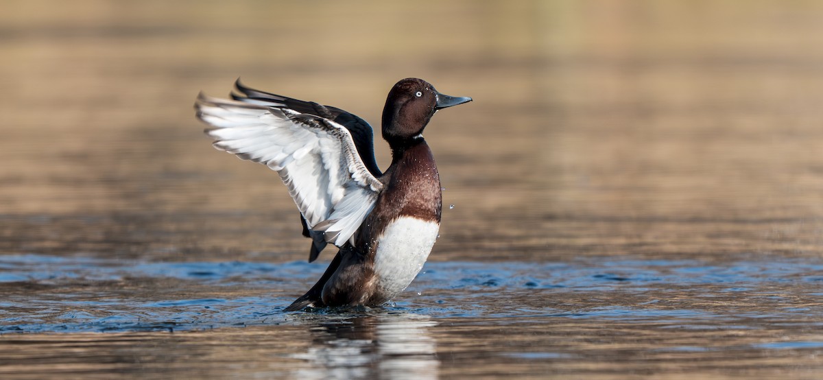 白眼潛鴨 - ML647279250