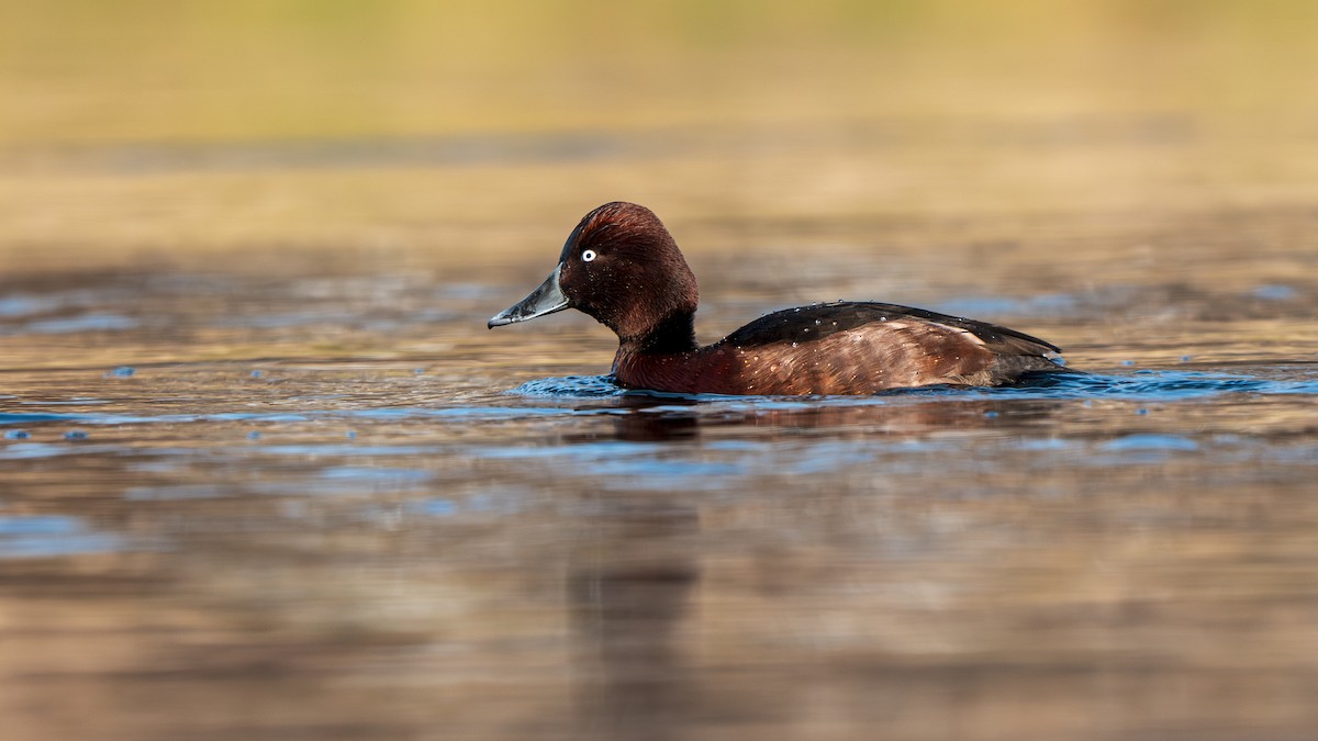 白眼潛鴨 - ML647279251