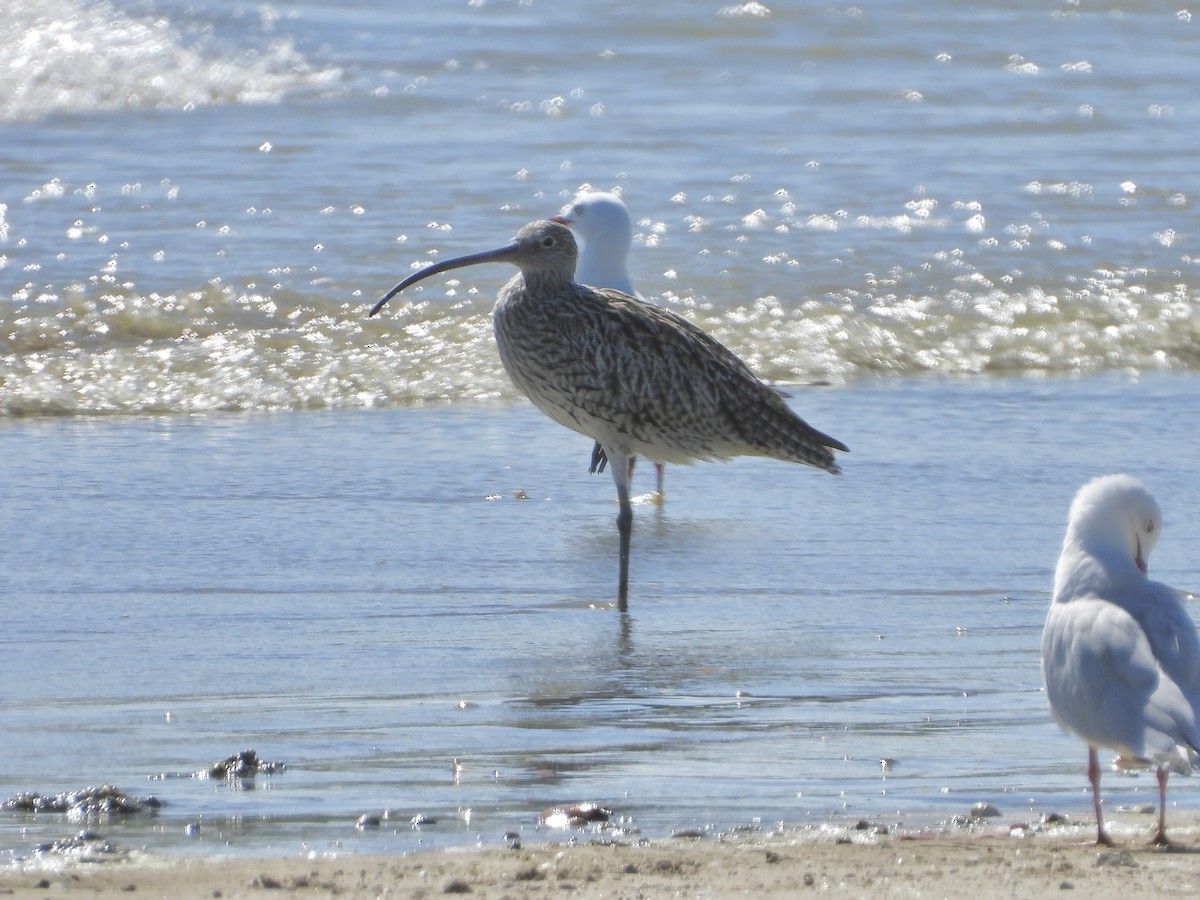 黦鷸 - ML647279253