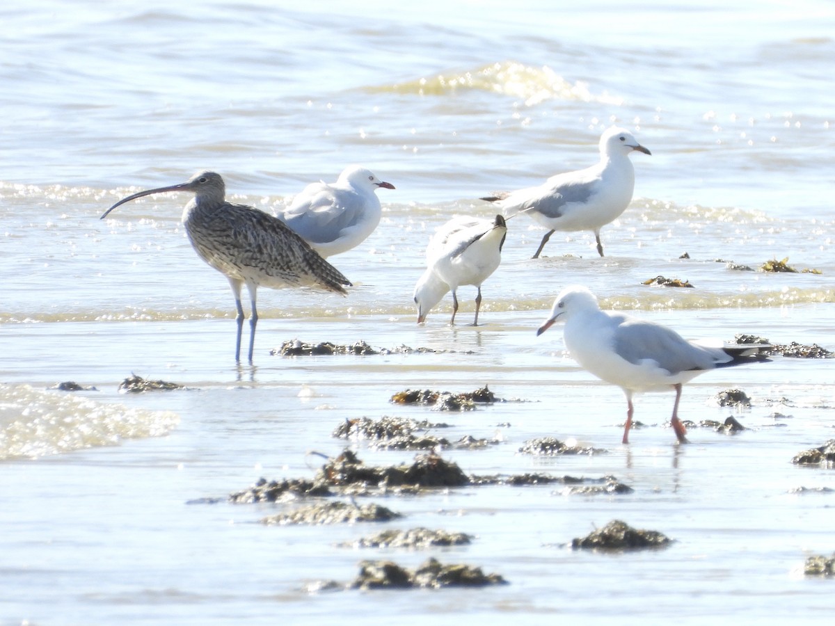 黦鷸 - ML647279254