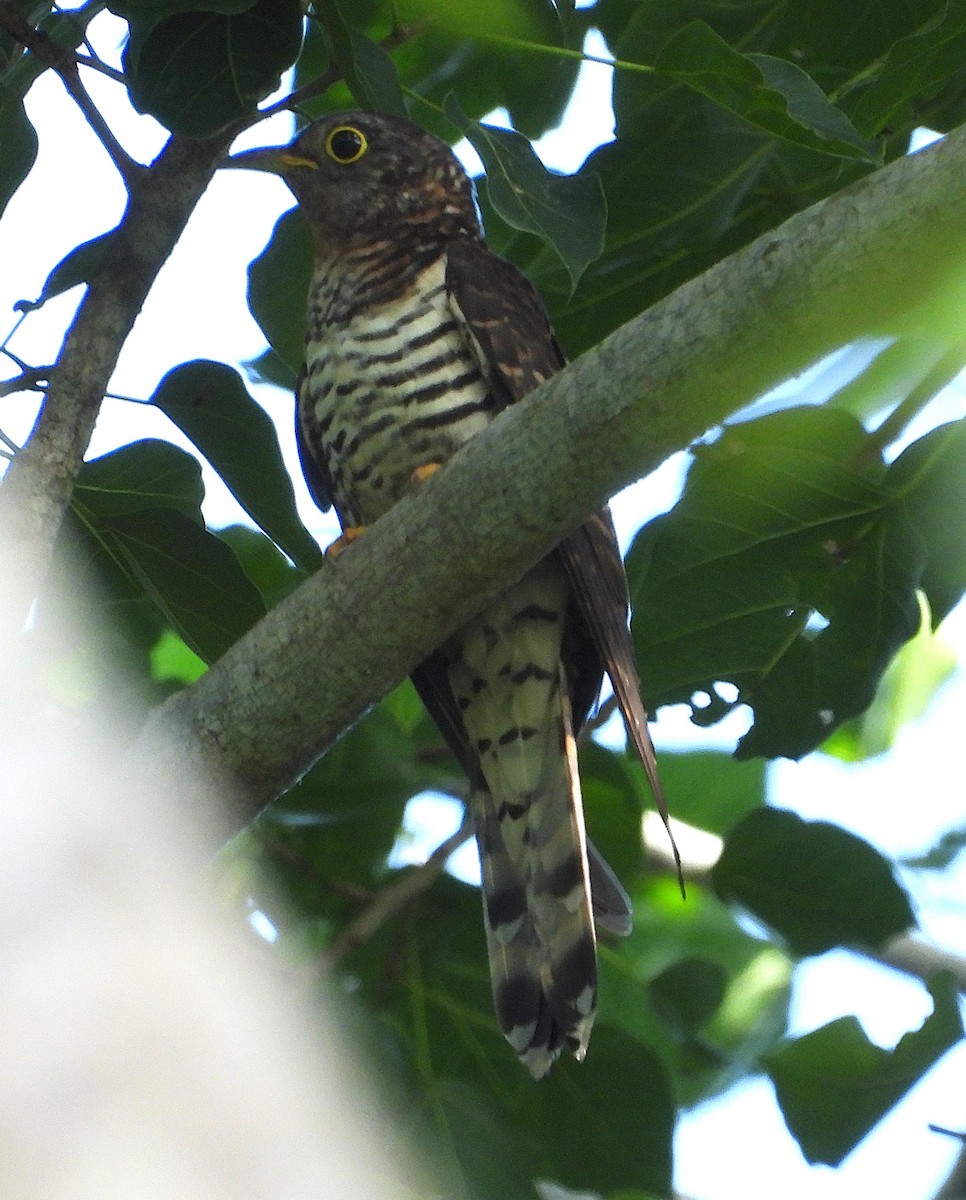 四聲杜鵑 - ML647279255