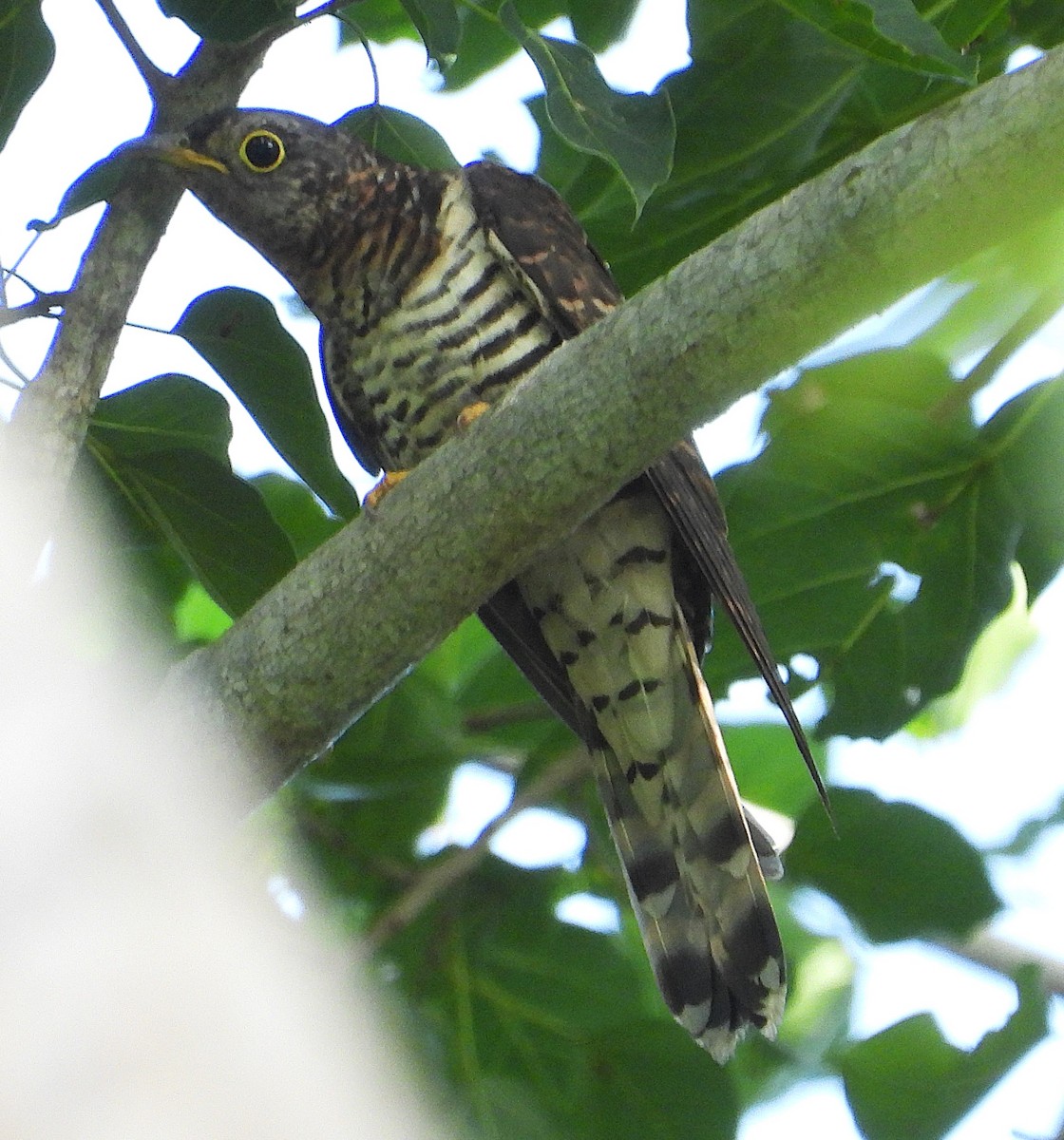 四聲杜鵑 - ML647279256