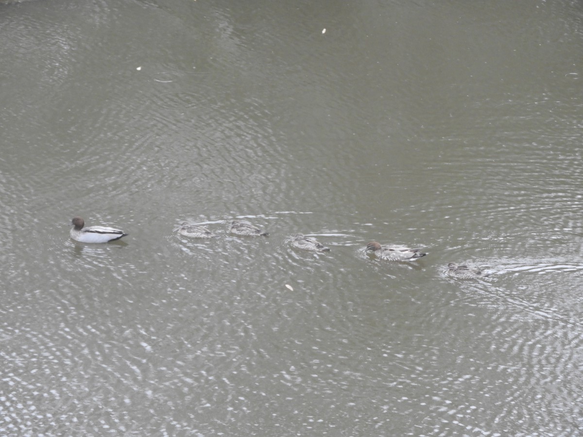 Maned Duck - ML647279257