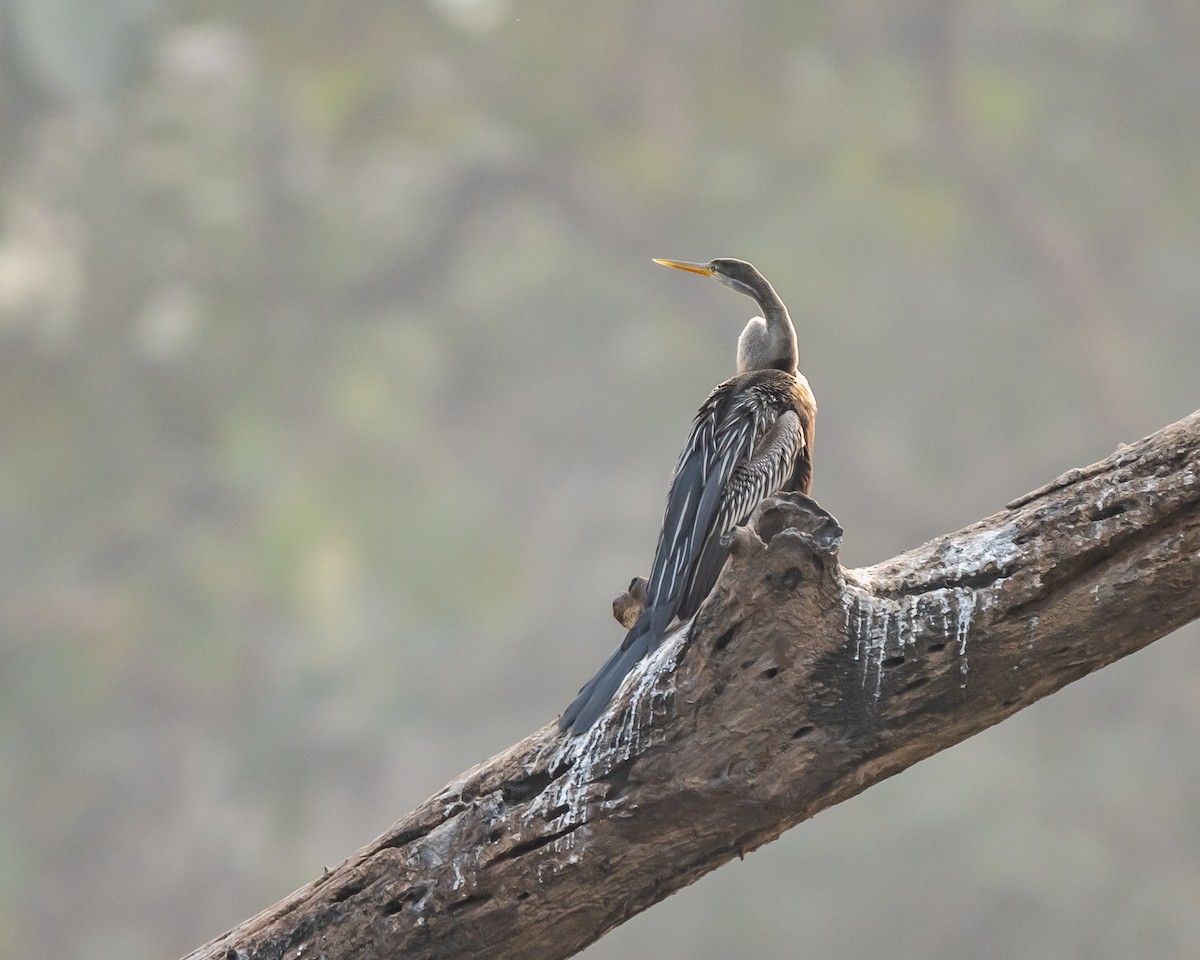 Oriental Darter - ML647279258
